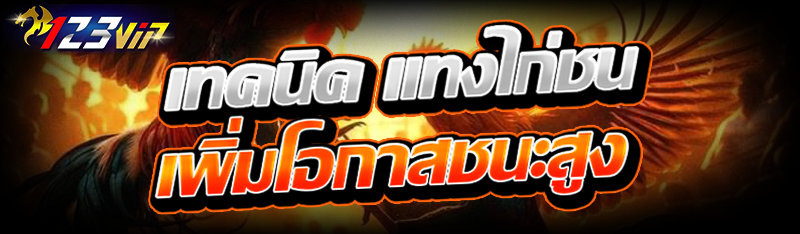 เทคนิค แทงไก่ชน เพิ่มโอกาสชนะสูง